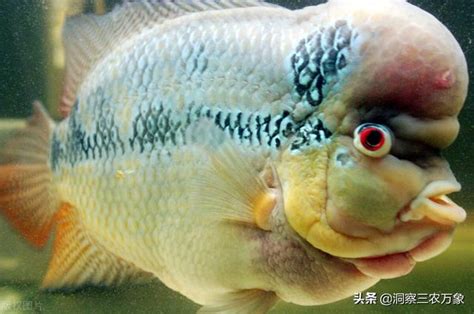 養羅漢魚|羅漢魚飼養方法及注意要點 – 寵物百科